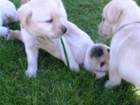 /album/fotos-recentes-/fotos-082-jpg/